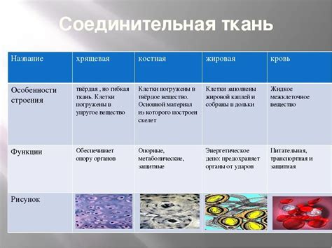 Важнейшие компоненты и особенности соединительной ткани