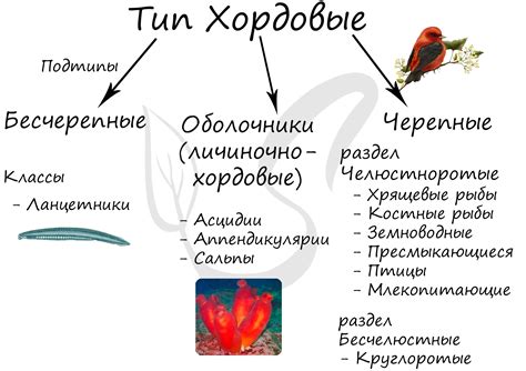 Важнейшие представители хордовых