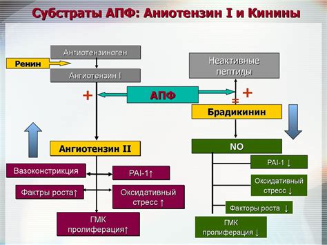 Важность Ренин ангиотензин альдостероновой системы для организма