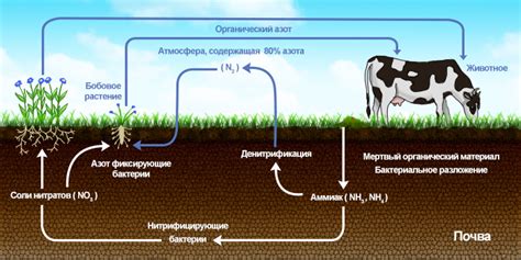 Важность азота для органических жизненных процессов