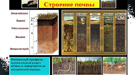 Важность деревьев в экосистеме