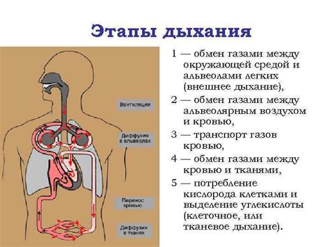 Важность дыхания и подготовка легких