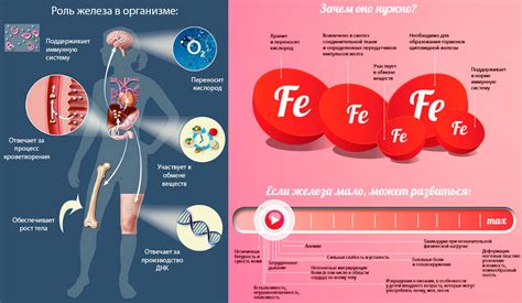 Важность железа для организма