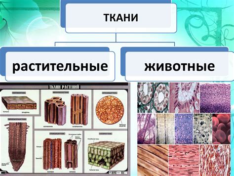 Важность изучения особенностей тканей животных и человека