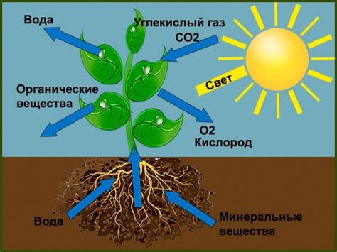 Важность изучения растений