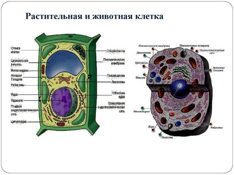 Важность изучения состава и структуры животной клетки