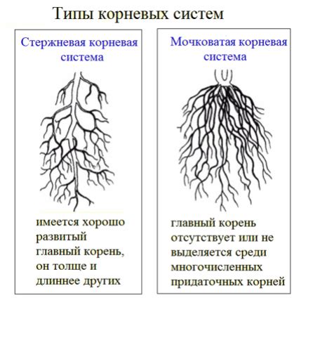 Важность корневой системы