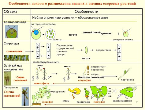 Важность листа в зоне размножения