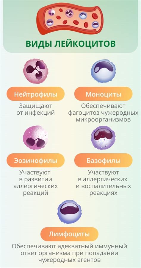 Важность нормального уровня нейтрофилов