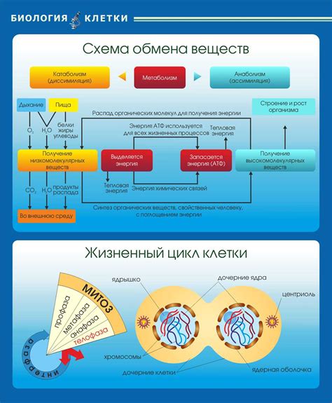 Важность обмена веществ