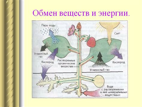 Важность обмена веществ с окружающей средой