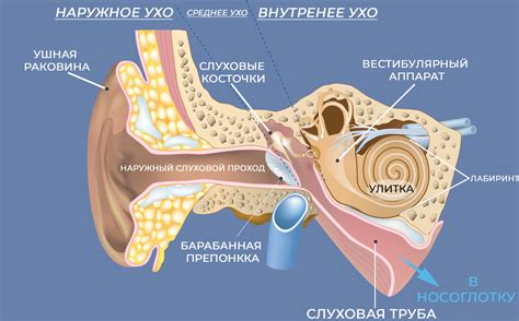 Важность перепонки в ухе