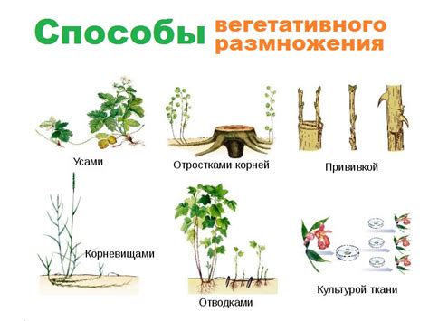 Важность понимания процессов размножения растений