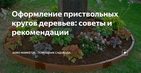 Важность правильного ухода за приствольным кругом