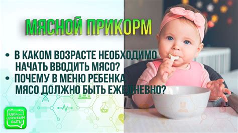 Важность предложения животного белка