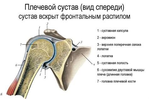 Важность профилактики: укрепляйте плечевой сустав заранее!