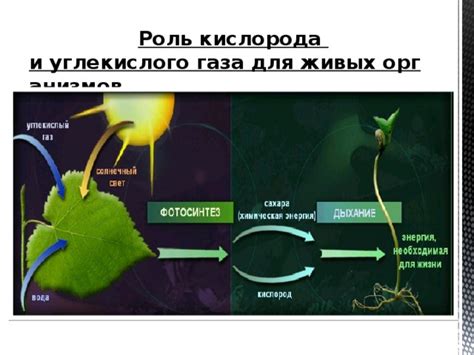 Важность углекислого газа для живых организмов