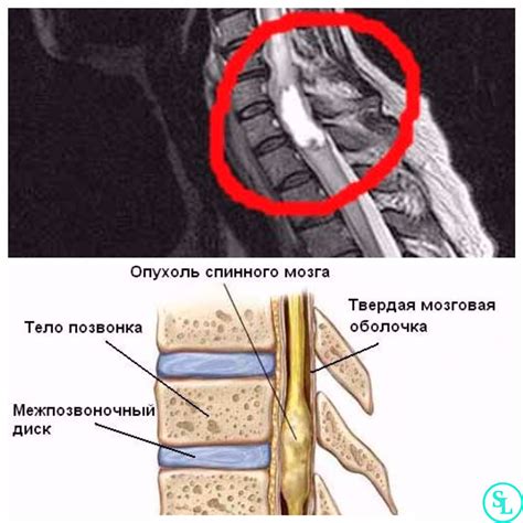 Важность функций шейного отдела спинного мозга