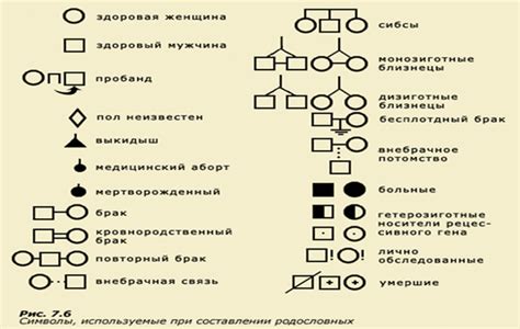 Важные детали при составлении родословной