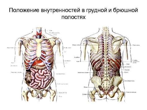 Важные органы в левой половине живота