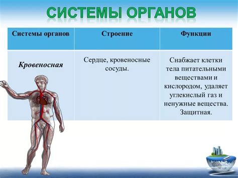 Важные органы и их функции