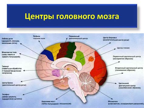 Важные роли конечного мозга в регуляции организма