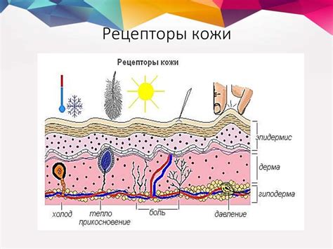 Вариации восприятия кожной чувствительности у людей