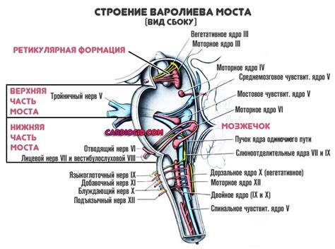 Варолиев мост