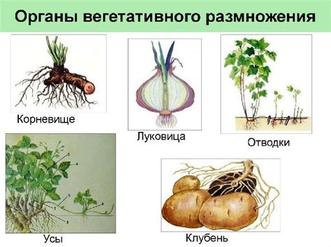 Вегетативное размножение: важность, методы и примеры в биологии