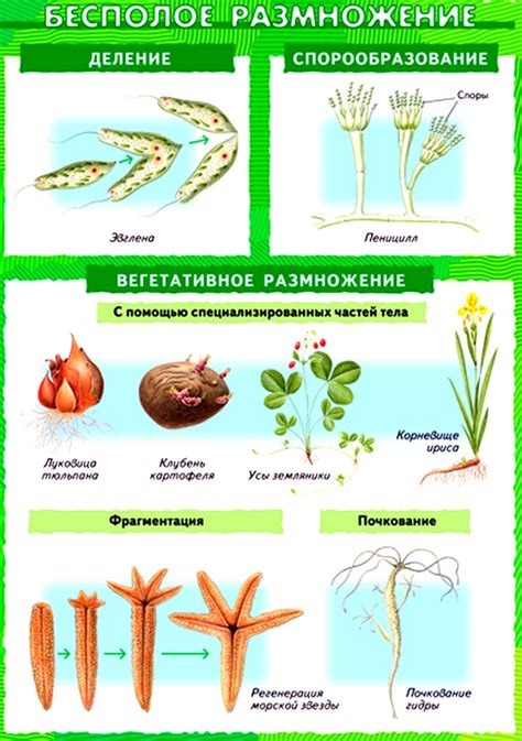 Вегетативное размножение - определение и понятие