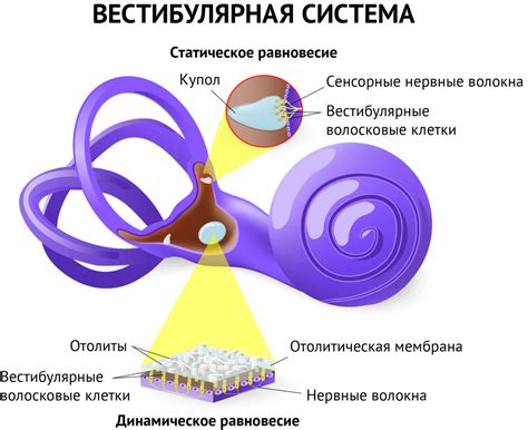 Вестибулярная система и головокружение