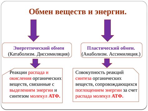 Вес и обмен веществ