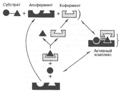 Вещественные реакции, происходящие в организме