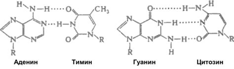 Взаимодействие азотистых оснований в РНК