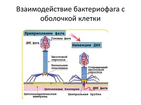 Взаимодействие бактериофага и бактерий