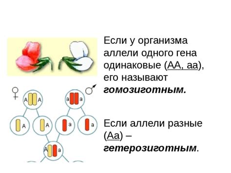 Взаимодействие генов в организме