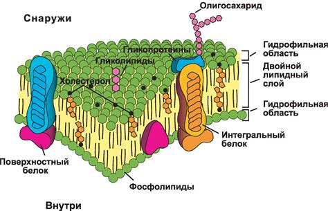 Взаимодействие клеточной мембраны с окружающей средой