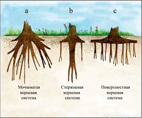 Взаимодействие корневой системы с грунтом