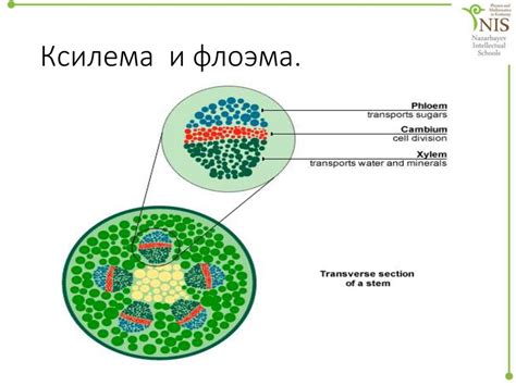 Взаимодействие ксилемы и флоэмы в растении