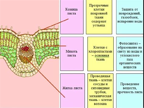 Взаимодействие листа и корня в зоне размножения