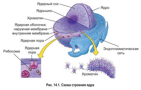 Взаимодействие молекул в процессе формирования клеточной структуры