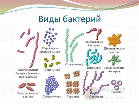 Взаимодействие разнообразных видов бактерий