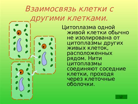 Взаимодействие цитоплазмы с другими компонентами клетки растения