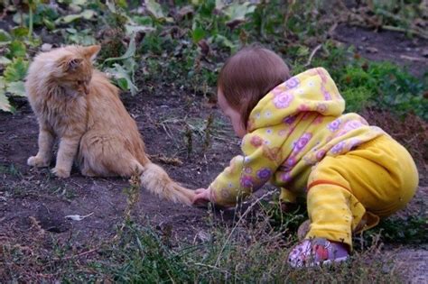 Взаимоотношения с человеком после поднятия кота за хвост