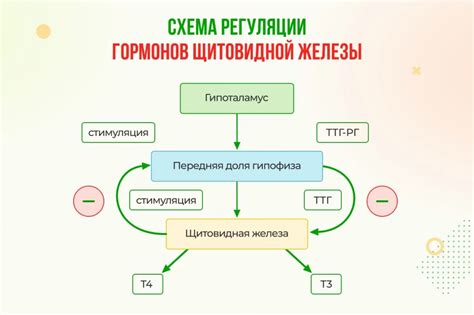 Взаимосвязь гормонов TSH и Т4