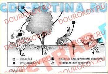 Взаимосвязь живых организмов с окружающей средой