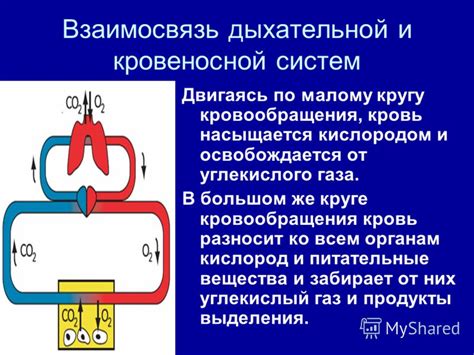 Взаимосвязь ключицы с деятельностью дыхательной системы