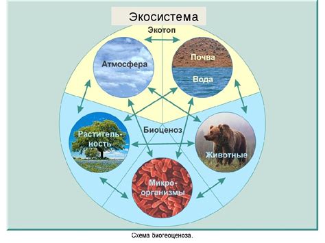 Взаимосвязь пчеловодства и экосистемы