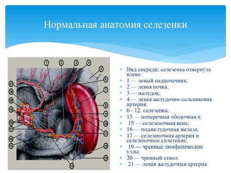 Взрослому желчному пузырю свойственен изгиб