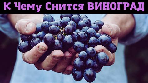 Видеть во сне черный виноград